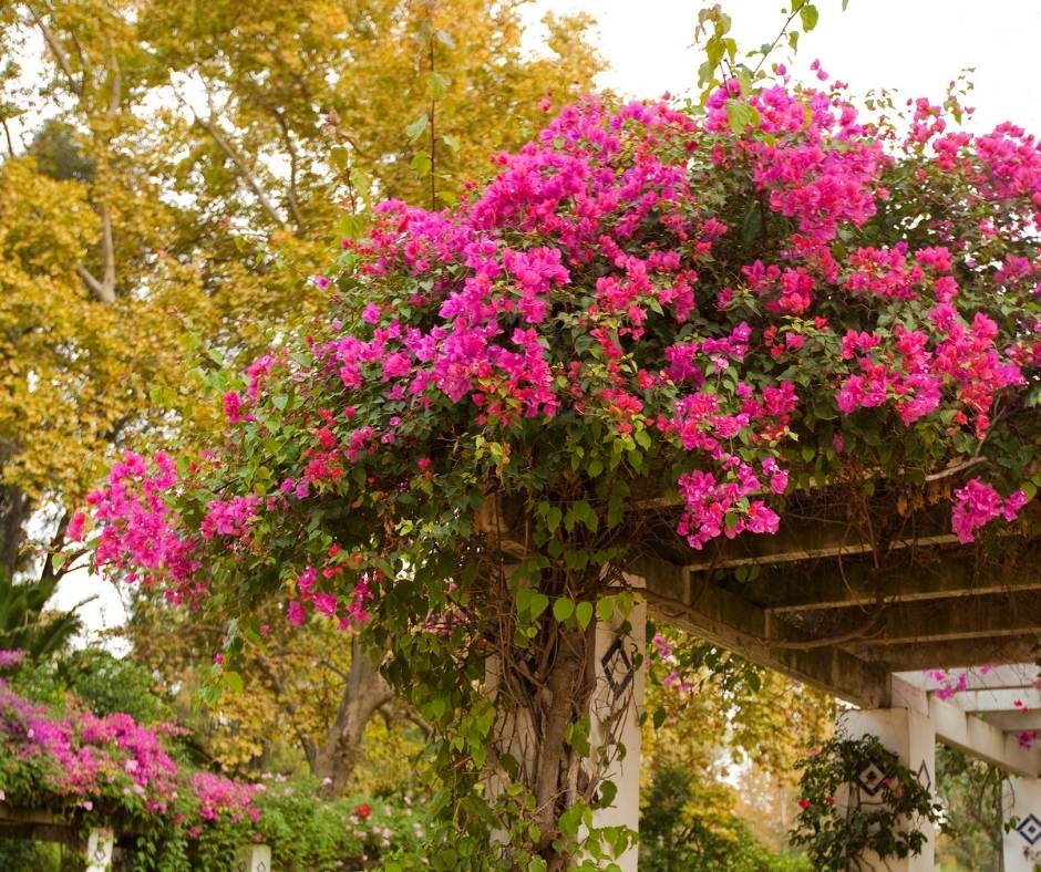 Pergola fleurie