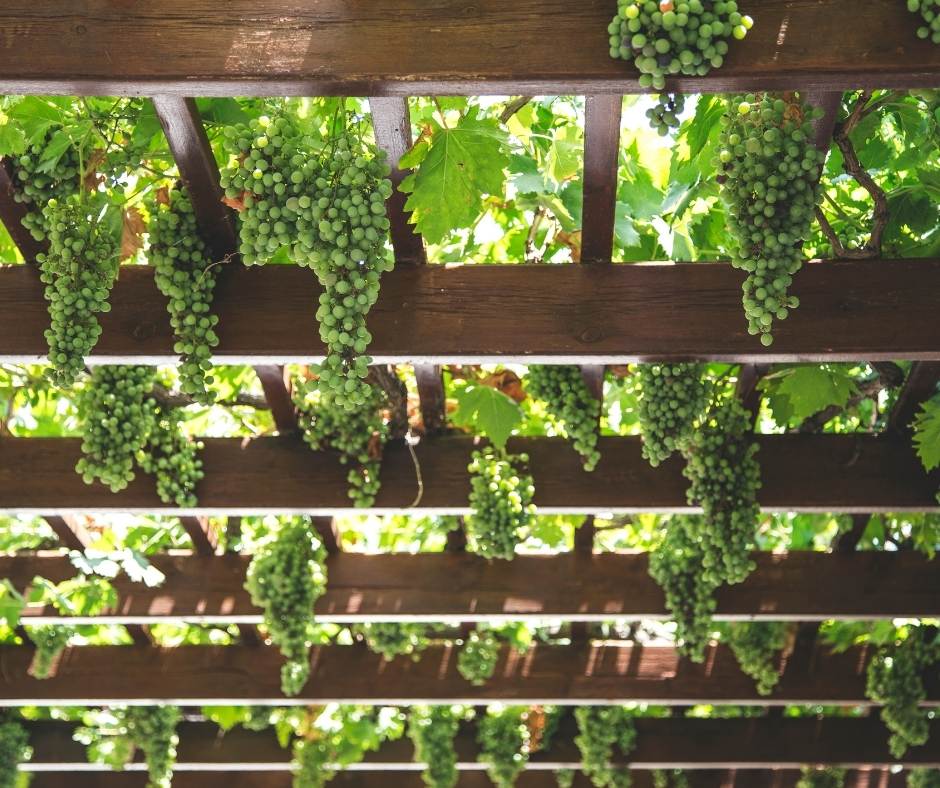 Pergola fruitée